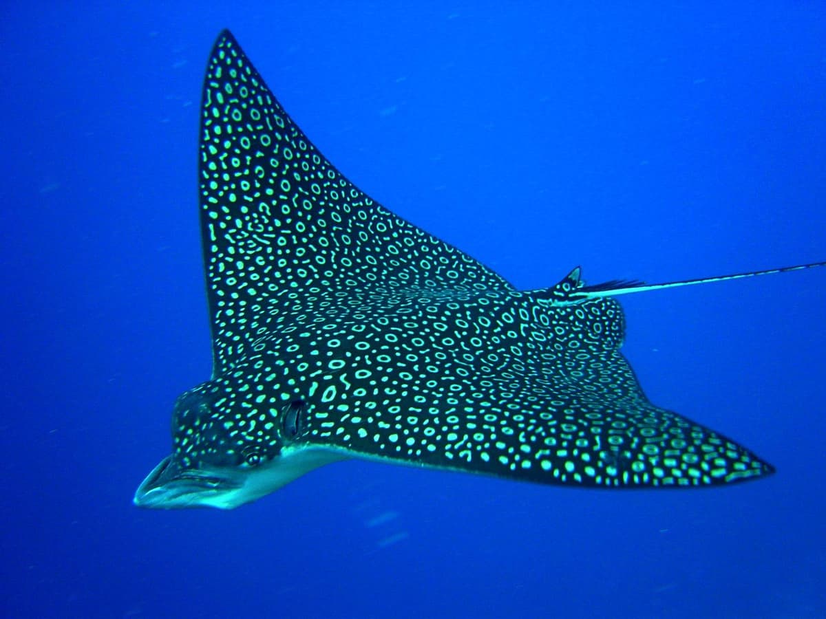 Spotted eagle ray underwater