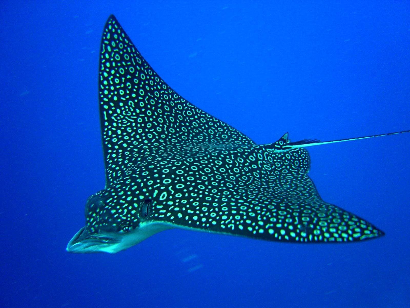 Spotted eagle ray